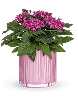 Teleflora's Shimmering Starcluster Plant