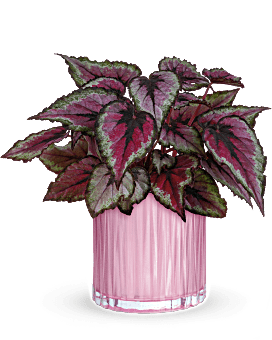 Teleflora's Sparkling Begonia Plant