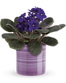 Planta de violetas espléndidas de Teleflora