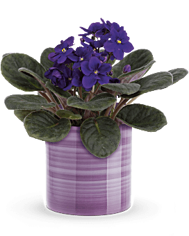 Teleflora's Splendid Violets