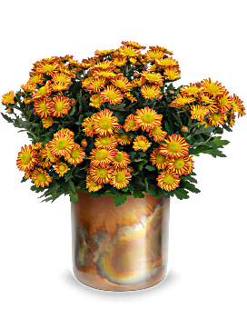 Planta de crisantemo otoñal de Teleflora