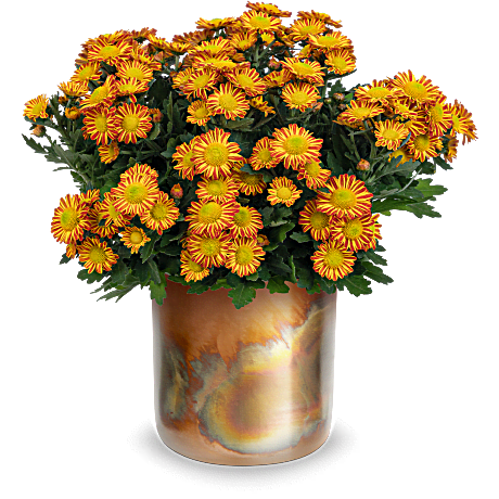Teleflora's Autumnal Chrysanthemum