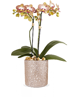 L’usine d’orchidées étincelantes de Teleflora