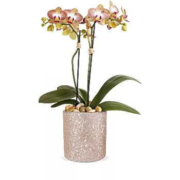 Teleflora's Sparkling Orchid