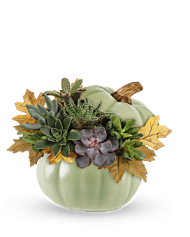 Teleflora's Sage Pumpkin Succulent Garden Plant