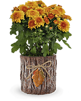 Teleflora's Autumn Harmony Chrysanthemum Plant