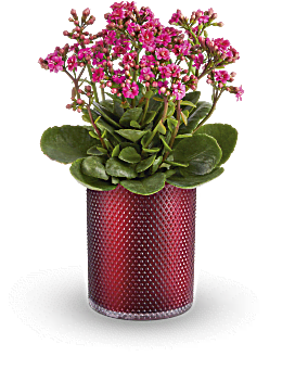Lovely Kalanchoe Plant , Mixed Bouquets , Same Day Flower Delivery , Pink , Teleflora
