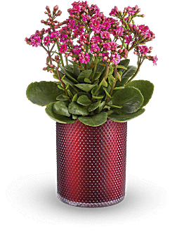 Teleflora's Lovely Kalanchoe Plant Plant