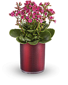 Teleflora's Lovely Kalanchoe Plant