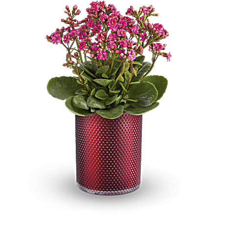 Teleflora's Lovely Kalanchoe Plant