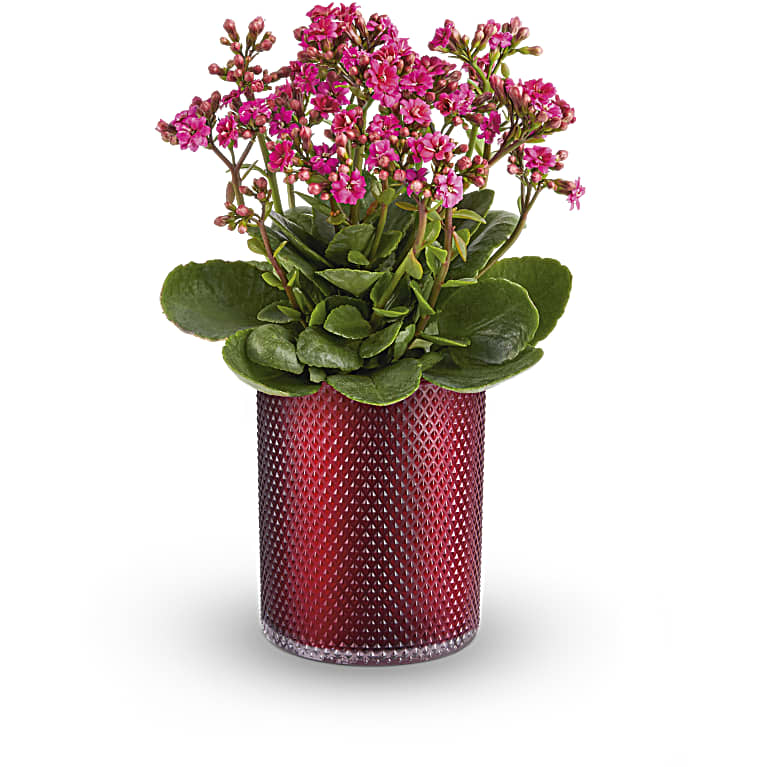 Lovely Kalanchoe Plant