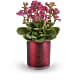 Lovely Kalanchoe Plant
