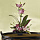 Imagination Blooms with Cymbidium Orchids