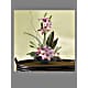 Imagination Blooms with Cymbidium Orchids