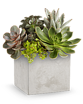 Teleflora's Concreate Oasis Succulent Garden Plant