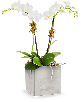Teleflora's Orchid Artistry Plant