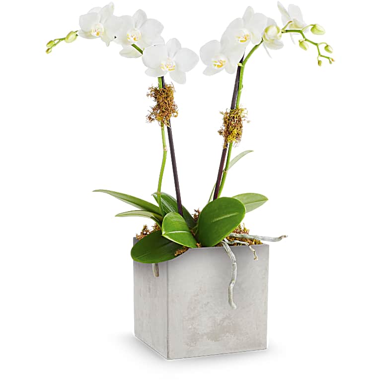 Orchid Artistry