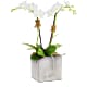 Orchid Artistry