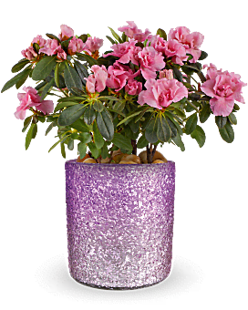 Teleflora's Blooming Sparkle Azalea Plant Plant