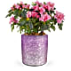 Blooming Sparkle Azalea Plant