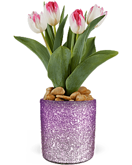 Teleflora's Dreamy Tulip Plant Plant