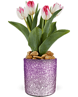 Teleflora's Dreamy Tulip Plant Plant