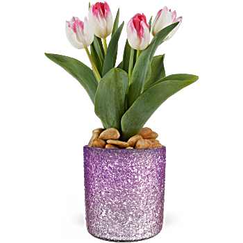 Teleflora's Dreamy Tulip Plant