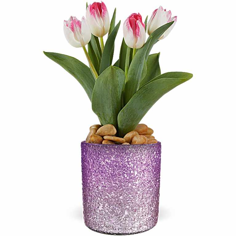 Dreamy Tulip Plant
