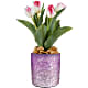 Dreamy Tulip Plant