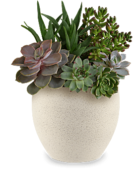 Teleflora's Modern Stone Succulent Garden Plant