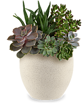 Teleflora's Modern Stone Succulent Garden