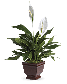 White , Mixed Bouquets , Lovely One Spathiphyllum Plant , Same Day Flower Delivery By Teleflora
