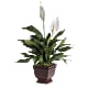 Lovely One Spathiphyllum Plant