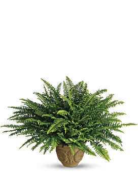 Green , Mixed Bouquets , Heartwarming Thoughts Boston Fern , Same Day Flower Delivery By Teleflora