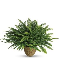 boston fern