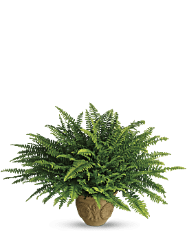 Teleflora's Heartwarming Thoughts Boston Fern Bouquet