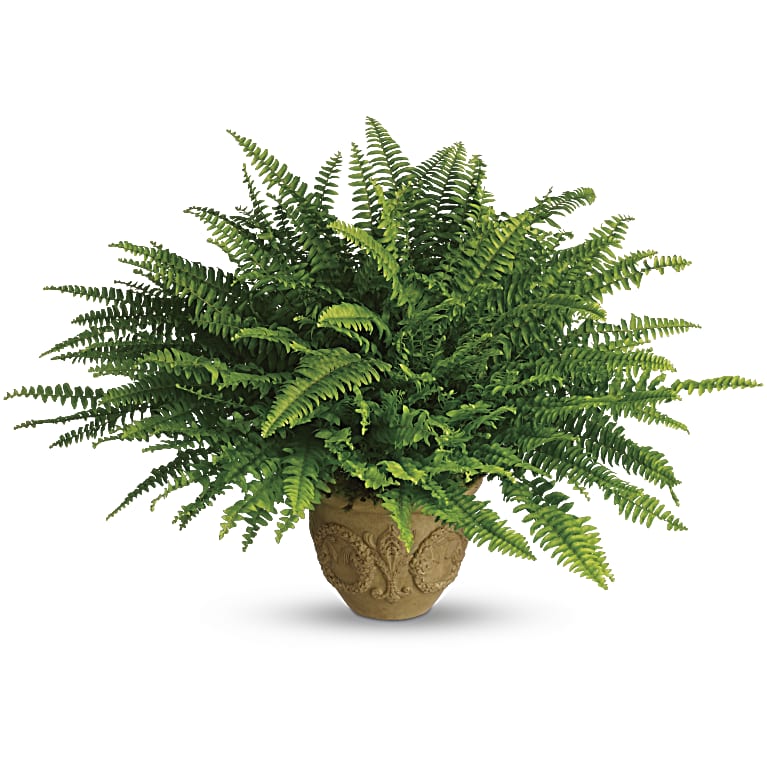 Heartwarming Thoughts Boston Fern