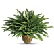 Heartwarming Thoughts Boston Fern