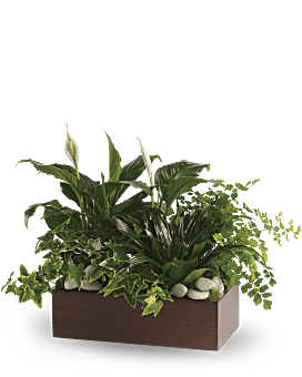 Teleflora's Quiet Expressions Plant