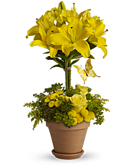 Yellow, Mixed Bouquets, Yellow Fellow,  Flower Delivery By Teleflora