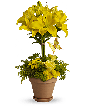 Yellow Fellow