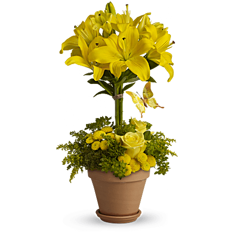 Yellow Fellow