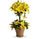 Yellow Fellow