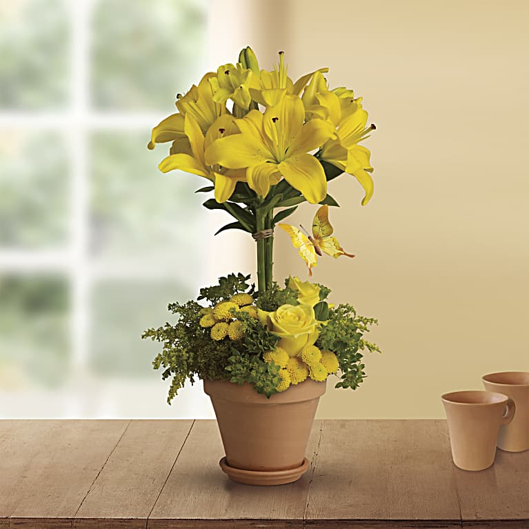 Yellow Fellow