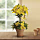 Yellow Fellow