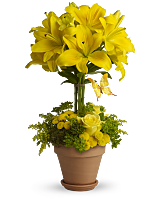 Yellow Fellow Lily Topiary