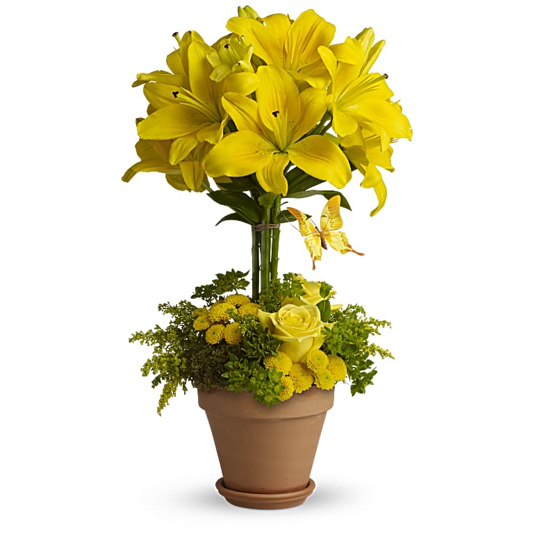 Yellow Fellow