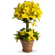 Yellow Fellow