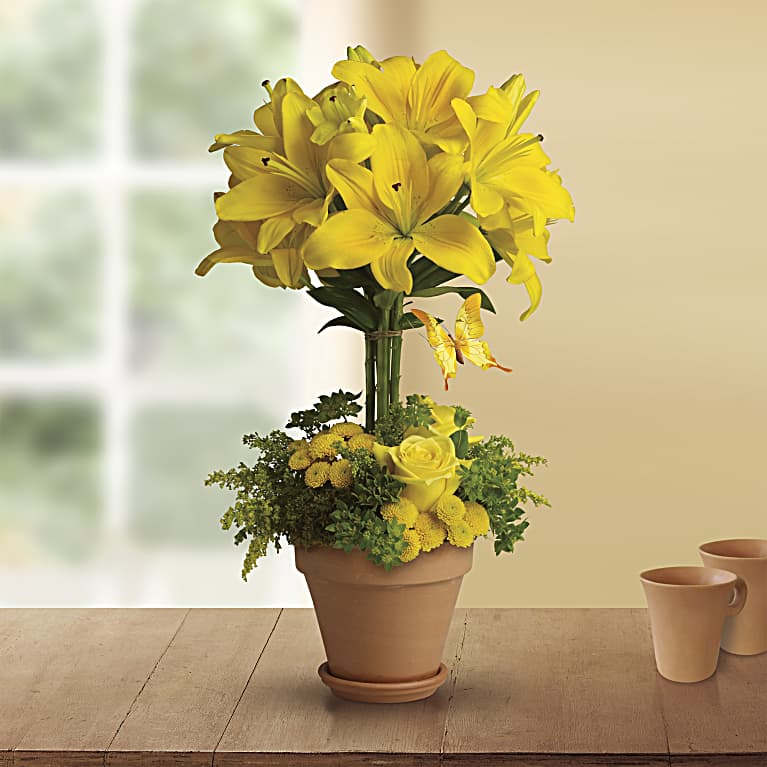 Yellow Fellow