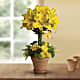 Yellow Fellow